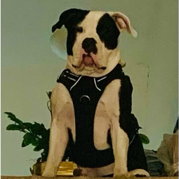 Meet your Posher, Sandy🌸 - Picture 6 of 6